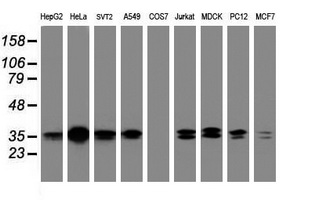 JUN / c-Jun Antibody - Western blot of extracts (35 ug) from 9 different cell lines by using g anti-JUN monoclonal antibody (HepG2: human; HeLa: human; SVT2: mouse; A549: human; COS7: monkey; Jurkat: human; MDCK: canine; PC12: rat; MCF7: human).