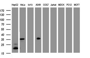 JUN / c-Jun Antibody - Western blot of extracts (35 ug) from 9 different cell lines by using g anti-JUN monoclonal antibody (HepG2: human; HeLa: human; SVT2: mouse; A549: human; COS7: monkey; Jurkat: human; MDCK: canine; PC12: rat; MCF7: human).