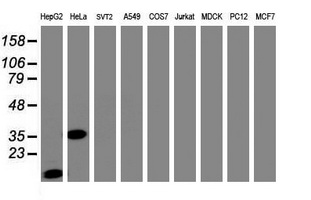 JUN / c-Jun Antibody - Western blot of extracts (35 ug) from 9 different cell lines by using anti-JUN monoclonal antibody (HepG2: human; HeLa: human; SVT2: mouse; A549: human; COS7: monkey; Jurkat: human; MDCK: canine; PC12: rat; MCF7: human).