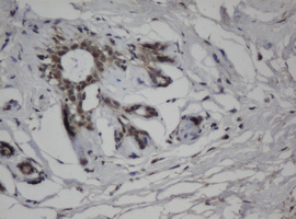 JUN / c-Jun Antibody - IHC of paraffin-embedded Human breast tissue using anti-JUN mouse monoclonal antibody.