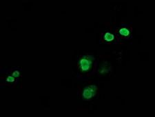 JUN / c-Jun Antibody - Anti-JUN mouse monoclonal antibody immunofluorescent staining of COS7 cells transiently transfected by pCMV6-ENTRY JUN.