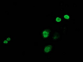 JUN / c-Jun Antibody - Anti-JUN mouse monoclonal antibody immunofluorescent staining of COS7 cells transiently transfected by pCMV6-ENTRY JUN.