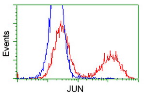 JUN / c-Jun Antibody - HEK293T cells transfected with either overexpress plasmid (Red) or empty vector control plasmid (Blue) were immunostained by anti-JUN antibody, and then analyzed by flow cytometry.