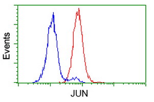 JUN / c-Jun Antibody - Flow cytometry of HeLa cells, using anti-JUN antibody (Red), compared to a nonspecific negative control antibody (Blue).