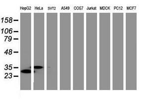 JUN / c-Jun Antibody - Western blot of extracts (35 ug) from 9 different cell lines by using anti-JUN monoclonal antibody (HepG2: human; HeLa: human; SVT2: mouse; A549: human; COS7: monkey; Jurkat: human; MDCK: canine; PC12: rat; MCF7: human).