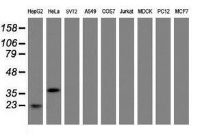 JUN / c-Jun Antibody - Western blot of extracts (35 ug) from 9 different cell lines by using anti-JUN monoclonal antibody (HepG2: human; HeLa: human; SVT2: mouse; A549: human; COS7: monkey; Jurkat: human; MDCK: canine; PC12: rat; MCF7: human).
