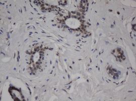 JUN / c-Jun Antibody - IHC of paraffin-embedded Human breast tissue using anti-JUN mouse monoclonal antibody.