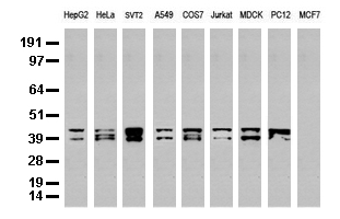 JUN / c-Jun Antibody - Western blot analysis of extracts. (35ug) from 9 different cell lines by using anti-JUN monoclonal antibody. (Clone UMAB49).