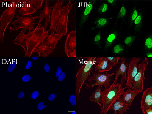 JUN / c-Jun Antibody - Immunofluorescent staining of HeLa cells using anti-JUN mouse monoclonal antibody  green, 1:50). Actin filaments were labeled with Alexa Fluor® 594 Phalloidin. (red), and nuclear with DAPI. (blue). Scale bar, 20µm.