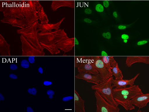JUN / c-Jun Antibody - Immunofluorescent staining of HeLa cells using anti-JUN mouse monoclonal antibody  green, 1:100). Actin filaments were labeled with Alexa Fluor® 594 Phalloidin. (red), and nuclear with DAPI. (blue). Scale bar, 20µm.