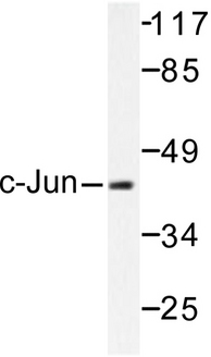 JUN / c-Jun Antibody - Western blot of c-Jun (G237)pAb in extracts from HeLa cells.