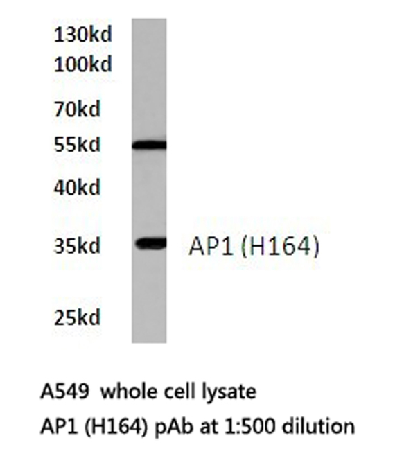 JUN / c-Jun Antibody - Western blot of AP1 (H164) pAb in extracts from A549 cells.