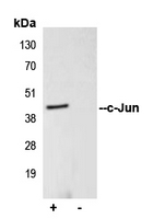 JUN / c-Jun Antibody - Immunoprecipitation of c-Jun from 0.5mg HEK293T whole cell extract lysate using 5ug of Anti-c-Jun Antibody and 50ul of protein G magnetic beads (+). No antibody was added to the control (-). The antibody was incubated under agitation with Protein G beads for 10min HEK293T whole cell extract lysate diluted in RIPA buffer was added to each sample and incubated for a further 10min under agitation. Proteins were eluted by addition of 40ul SDS loading buffer and incubated for 10min at 70 C; 10ul of each sample was separated on a SDS PAGE gel transferred to a nitrocellulose membrane blocked with 5% BSA and probed with Anti-c-Jun Antibody.