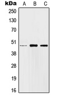 JUN / c-Jun Antibody - Western blot analysis of c-Jun expression in HEK293T (A); SP2/0 (B); H9C2 (C) whole cell lysates.