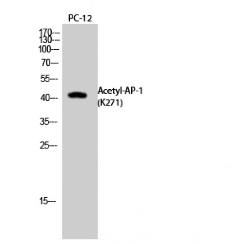 JUN / c-Jun Antibody - Western blot of Acetyl-AP-1 (K271) antibody