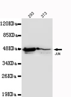 JUN / c-Jun Antibody - Western blot detection of JUN in :293 &3T3 cell lysates(1:1000 diluted).