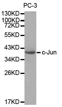 JUN / c-Jun Antibody - Western blot analysis of extracts of PC3 cells.