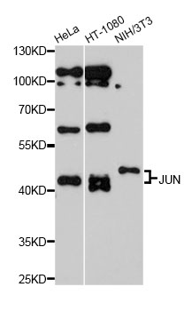 JUN / c-Jun Antibody - Western blot analysis of extracts of various cell lines, using JUN antibody at 1:1000 dilution. The secondary antibody used was an HRP Goat Anti-Rabbit IgG (H+L) at 1:10000 dilution. Lysates were loaded 25ug per lane and 3% nonfat dry milk in TBST was used for blocking. An ECL Kit was used for detection and the exposure time was 90s.