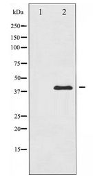 JUN / c-Jun Antibody - Western blot of c-Jun expression in HeLa whole cell lysates,The lane on the left is treated with the antigen-specific peptide.