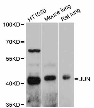 JUN / c-Jun Antibody - Western blot analysis of extracts of various cell lines, using JUN antibody at 1:1000 dilution. The secondary antibody used was an HRP Goat Anti-Rabbit IgG (H+L) at 1:10000 dilution. Lysates were loaded 25ug per lane and 3% nonfat dry milk in TBST was used for blocking. An ECL Kit was used for detection and the exposure time was 30s.