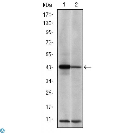 JUN / c-Jun Antibody - Western Blot (WB) analysis using AP-1 Monoclonal Antibody against NIH/3T3 (1) and Cos7 (2) cell lysate.