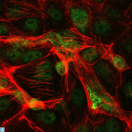 JUN / c-Jun Antibody - Immunofluorescence (IF) analysis of PC-2 cells using AP-1 Monoclonal Antibody (green). Red: Actin filaments have been labeled with Alexa Fluor-555 phalloidin.