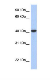 JUN / c-Jun Antibody - Transfected 293T cell lysate. Antibody concentration: 1.0 ug/ml. Gel concentration: 12%.  This image was taken for the unconjugated form of this product. Other forms have not been tested.
