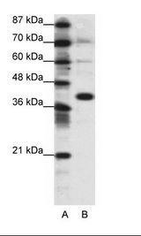 JUN / c-Jun Antibody - A: Marker, B: 293T Cell Lysate.  This image was taken for the unconjugated form of this product. Other forms have not been tested.
