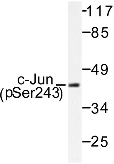 JUN / c-Jun Antibody - Western blot of p-c-Jun (S243) pAb in extracts from HeLa cells.
