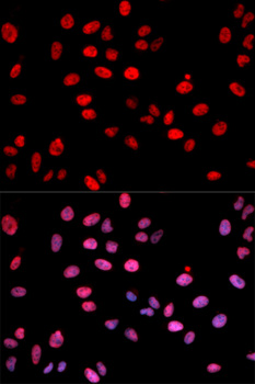 JUN / c-Jun Antibody - Immunofluorescence analysis of U2OS cells.