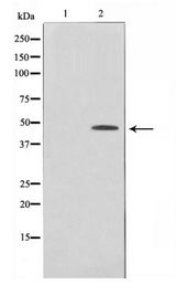 JUN / c-Jun Antibody - Western blot of c-Jun phosphorylation expression in UV treated HeLa whole cell lysates,The lane on the left is treated with the antigen-specific peptide.