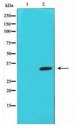 JUN / c-Jun Antibody - Western blot of c-Jun phosphorylation expression in UV treated NIH-3T3 whole cell lysates,The lane on the left is treated with the antigen-specific peptide.