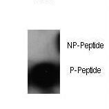 JUN / c-Jun Antibody - Dot blot of anti-Phospho-cJun-S63 Antibody on nitrocellulose membrane. 50ng of Phospho-peptide or Non Phospho-peptide per dot were adsorbed. Antibody working concentrations are 0.5ug per ml.