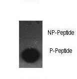 JUN / c-Jun Antibody - Dot blot of anti-Phospho-cJun-S63 Antibody on nitrocellulose membrane. 50ng of Phospho-peptide or Non Phospho-peptide per dot were adsorbed. Antibody working concentrations are 0.5ug per ml.