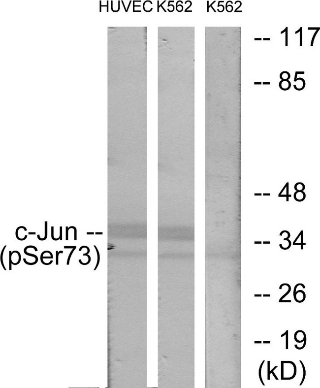 JUN / c-Jun Antibody - Western blot analysis of lysates from HUVEC cells treated with TNF 20ng/ml 5' and K562 cells treated with TNF 20ng/ml 5', using c-Jun (Phospho-Ser73) Antibody. The lane on the right is blocked with the phospho peptide.