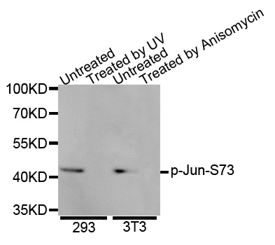 JUN / c-Jun Antibody - Western blot analysis of extracts of various cell lines.