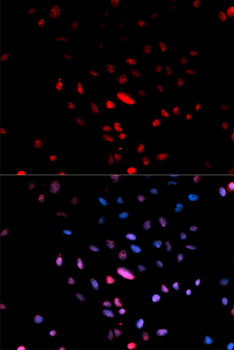 JUN / c-Jun Antibody - Immunofluorescence analysis of U2OS cells.