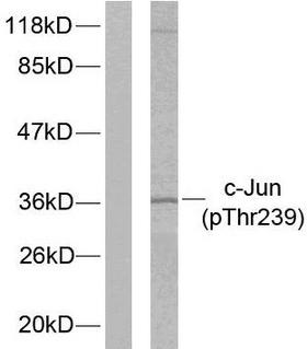 JUN / c-Jun Antibody - Western blot analysis of lysates from HeLa cells treated with UV, using c-Jun (Phospho-Thr239) Antibody. The lane on the left is blocked with the phospho peptide.