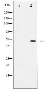 JUN / c-Jun Antibody - Western blot of c-Jun phosphorylation expression in UV treated HeLa whole cell lysates,The lane on the left is treated with the antigen-specific peptide.
