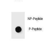 JUN / c-Jun Antibody - Dot blot of Phospho-mouse JUN-T289 Antibody Phospho-specific antibody on nitrocellulose membrane. 50ng of Phospho-peptide or Non Phospho-peptide per dot were adsorbed. Antibody working concentrations are 0.6ug per ml.