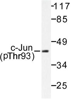 JUN / c-Jun Antibody - Western blot of p-c-Jun (T93) pAb in extracts from HeLa cells treated with UV.