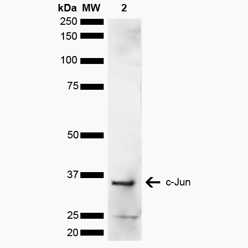 JUN / c-Jun Antibody - Western blot analysis of Human Cervical cancer cell line (HeLa) lysate showing detection of ~35.7 kDa c-Jun protein using Rabbit Anti-c-Jun Polyclonal Antibody. Lane 1: Molecular Weight Ladder (MW). Lane 2: Cervical Cancer cell line (HeLa) lysate. Load: 10 µg. Block: 5% Skim Milk in 1X TBST. Primary Antibody: Rabbit Anti-c-Jun Polyclonal Antibody  at 1:1000 for 2 hours at RT. Secondary Antibody: Goat Anti-Rabbit HRP:IgG at 1:3000 for 1 hour at RT. Color Development: ECL solution for 5 min at RT. Predicted/Observed Size: ~35.7 kDa. Other Band(s): ~25 kDa potential degradation product.