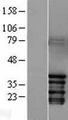 JUN / c-Jun Protein - Western validation with an anti-DDK antibody * L: Control HEK293 lysate R: Over-expression lysate