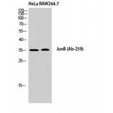 JUNB / JUN-B Antibody - Western blot of Jun B antibody