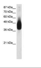 JUNB / JUN-B Antibody - Transfected 293T Cell Lysate.  This image was taken for the unconjugated form of this product. Other forms have not been tested.