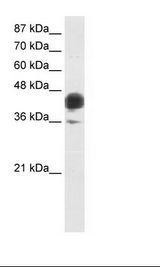 JUNB / JUN-B Antibody - Transfected 293T Cell Lysate.  This image was taken for the unconjugated form of this product. Other forms have not been tested.