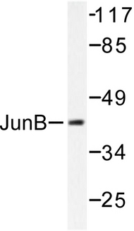 JUNB / JUN-B Antibody - Western blot of JunB (D253) pAb in extracts from HeLa cells.