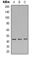JUNB / JUN-B Antibody - Western blot analysis of JUNB expression in MCF7 (A); HeLa (B); RAW264.7 (C) whole cell lysates.