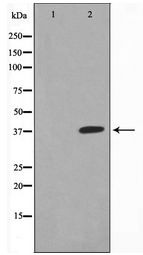 JUNB / JUN-B Antibody - Western blot of JunB expression in HeLa whole cell lysates,The lane on the left is treated with the antigen-specific peptide.