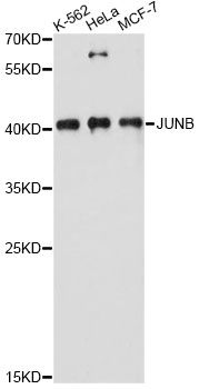 JUNB / JUN-B Antibody - Western blot analysis of extracts of various cell lines, using JUNB antibody at 1:3000 dilution. The secondary antibody used was an HRP Goat Anti-Rabbit IgG (H+L) at 1:10000 dilution. Lysates were loaded 25ug per lane and 3% nonfat dry milk in TBST was used for blocking. An ECL Kit was used for detection and the exposure time was 30s.